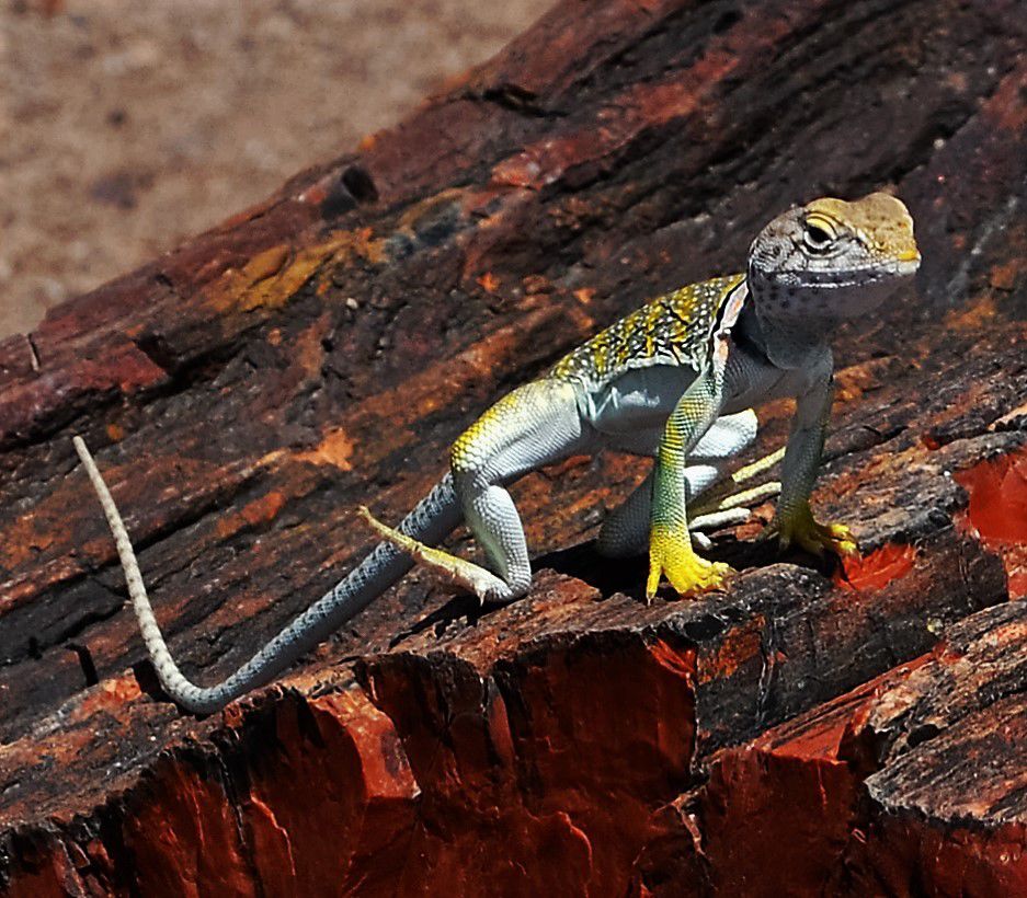 Collared Lizard